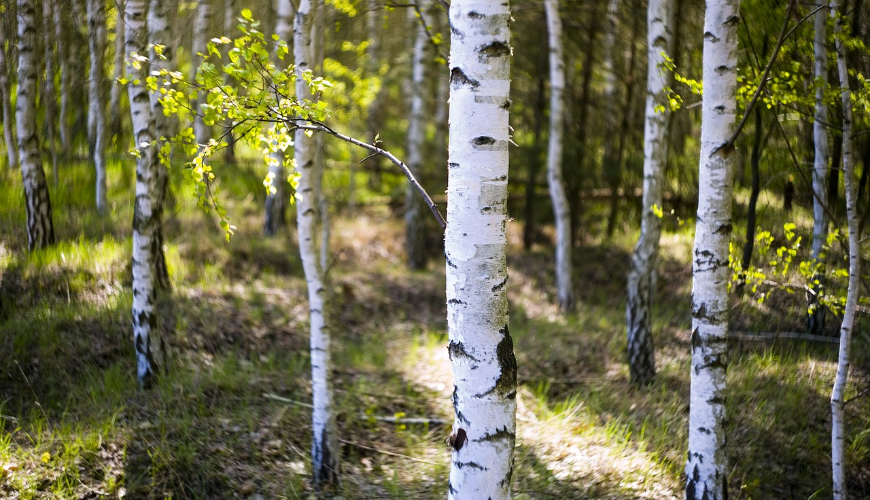 A nyírfanedv természetes elixír, tele vitaminokkal és ásványi anyagokkal.