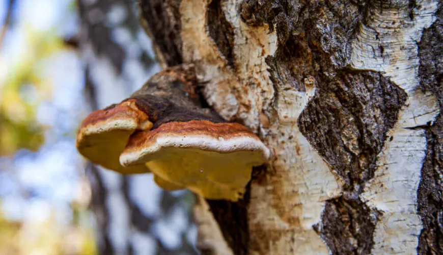 A Chaga természetes védelmet nyújt a stressz és az öregedés ellen