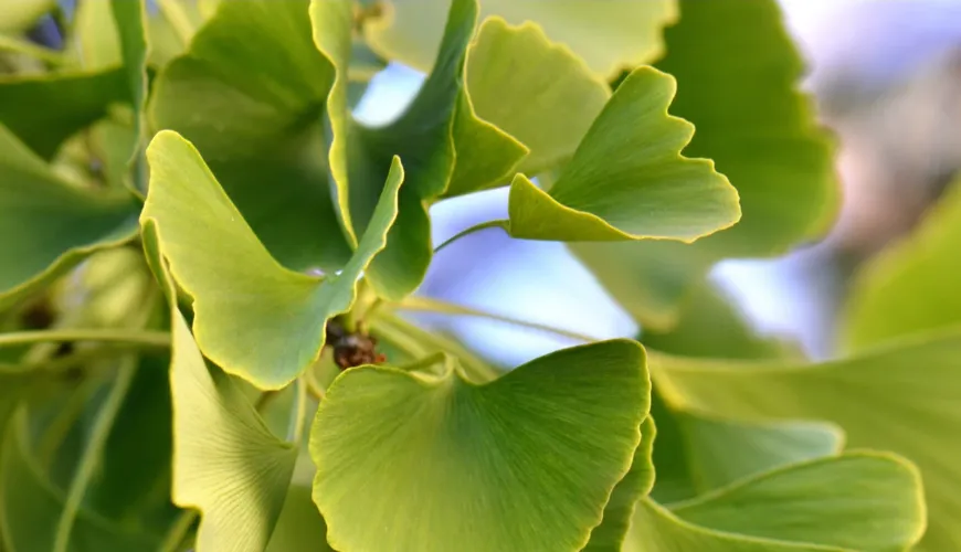 Ginkgo biloba - hatékony segítség a magas vérnyomás ellen