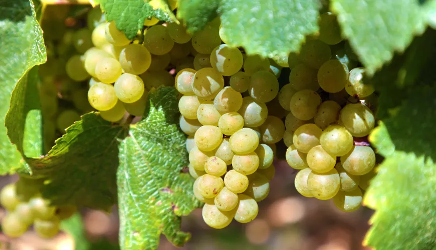 A szőlőből származó vitaminok támogatják az egészségét