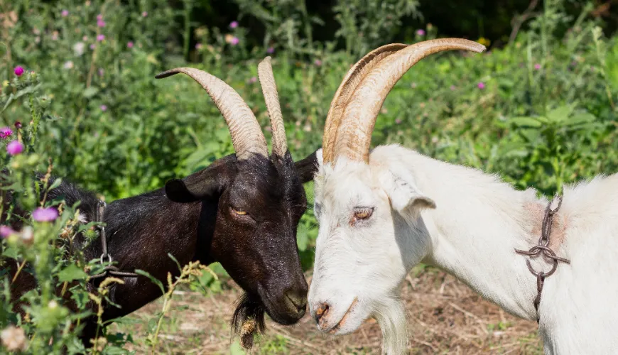 A kecskekolostrum a kulcs az erős immunitáshoz és a vitalitáshoz