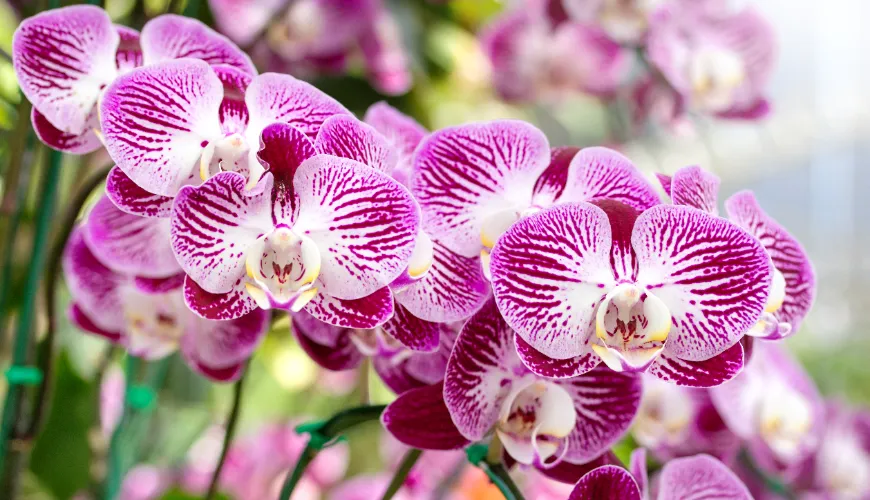 Hogyan és mikor kell helyesen átültetni az orchideákat